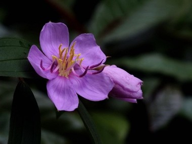 学生校花失去第一次小说